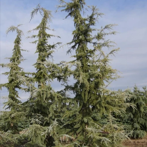 Cedrus deodara 'Eisregen'