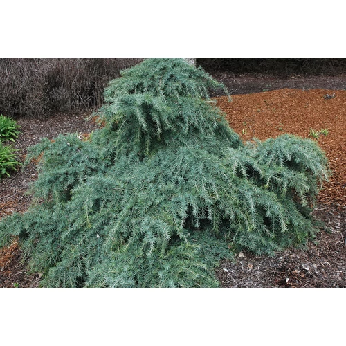 Cedrus deodara 'Feelin'Blue'