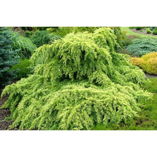 Cédrus himalájai arany - Cedrus deodara 'Golden Horizon' 60/80cm FL