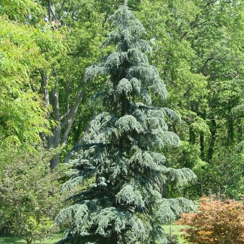 Cedrus deodara 'Karl Fuchs'
