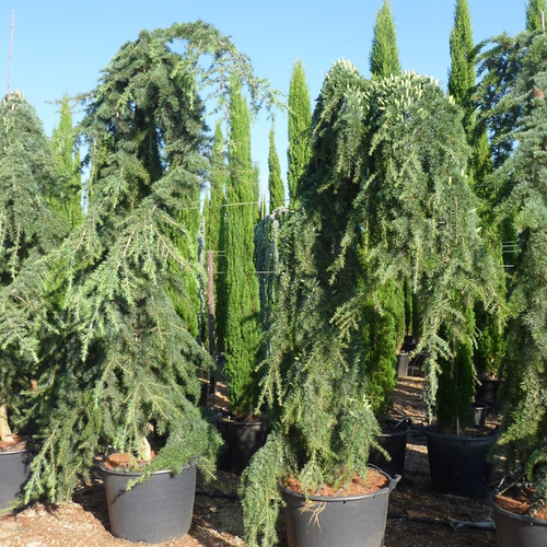 Cedrus deodara 'Pendula'