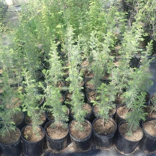 Cedrus libani