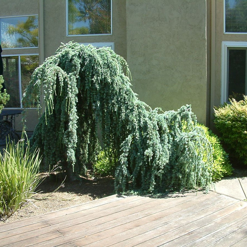Cedrus libani atlantica 'Glauca Pendula'