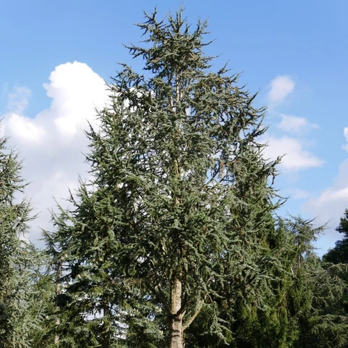Cedrus libani 'Glauca'