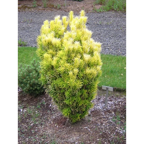 Cephalotaxus harringtonia 'Fastigiata Korean Gold'