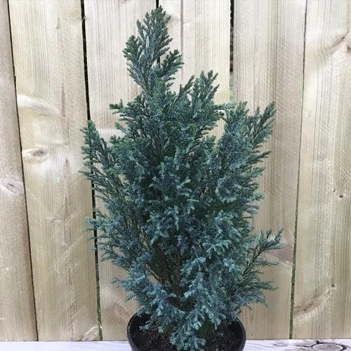 Chamaecyparis lawsoniana 'Chilworth Silver'