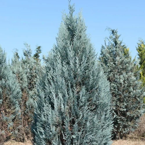 Chamaecyparis lawsoniana 'Columnaris'