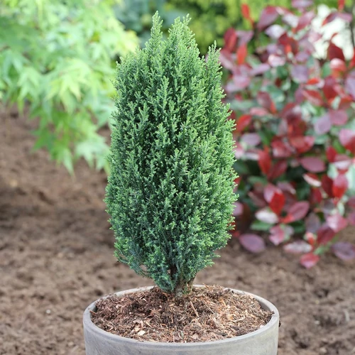 Chamaecyparis lawsoniana 'Ellwood's Pillar'