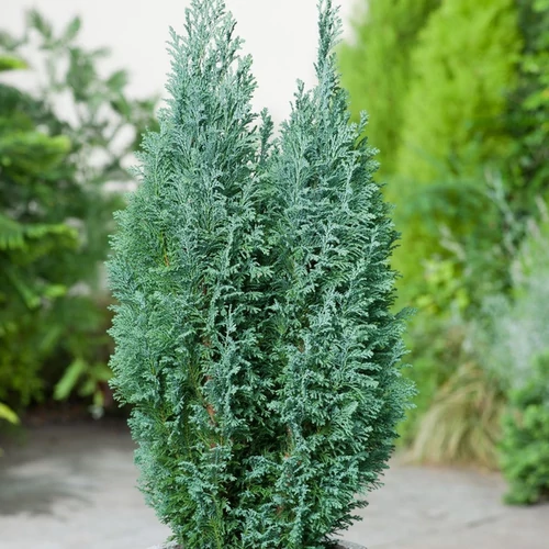 Chamaecyparis lawsoniana 'Elwoodii'