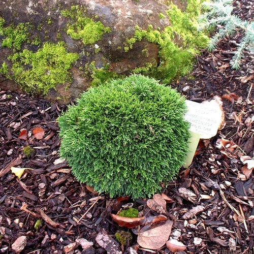 Chamaecyparis lawsoniana 'Green Globe'