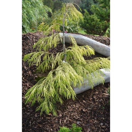 Chamaecyparis lawsoniana 'Karaca Gold'