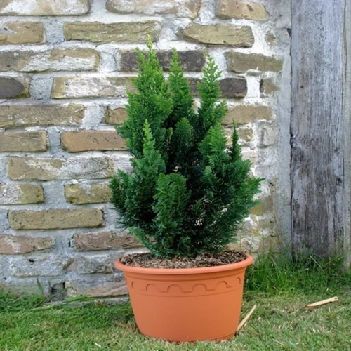 Chamaecyparis lawsoniana 'Little Spire'