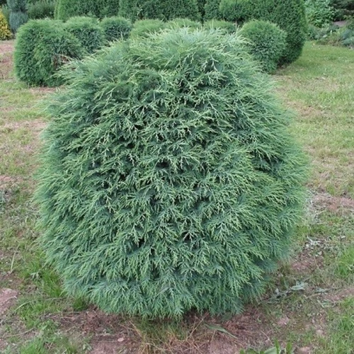 Chamaecyparis lawsoniana 'Mini Globus'