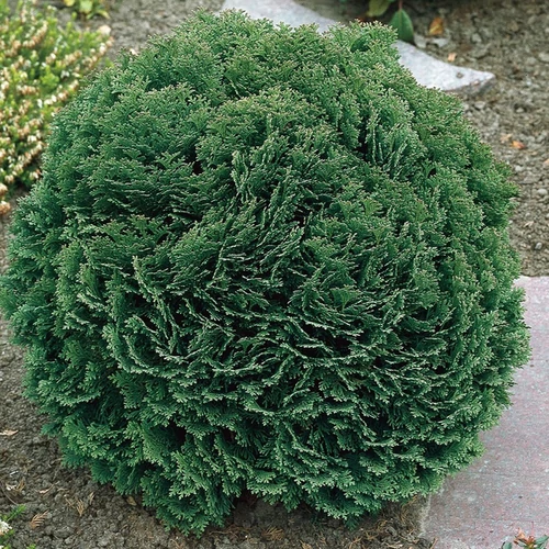 Chamaecyparis lawsoniana 'Minima Glauca'