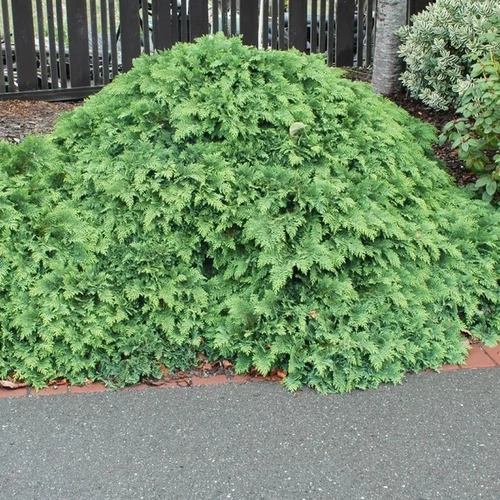 Chamaecyparis lawsoniana 'Nidiformis'