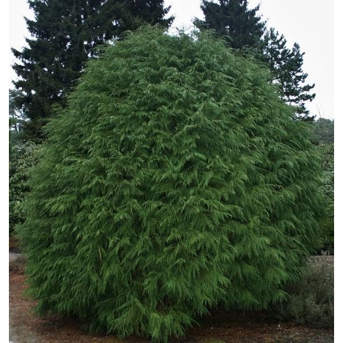 Hamisciprus oregoni  - Chamaecyparis lawsoniana 'Parsons' 40/60cm FL