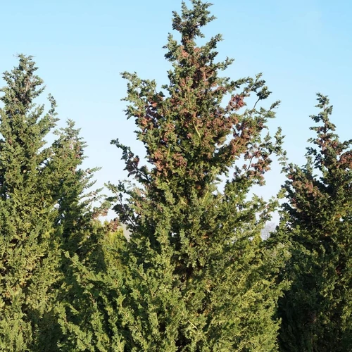 Chamaecyparis lawsoniana 'Wissellii'