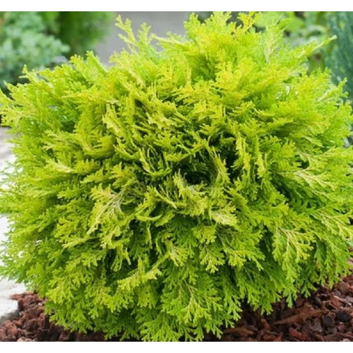 Hamisciprus oregoni törpe gömb élénksárga  - Chamaecyparis lawsoniana 'Mini Nova' 40/60cm FL