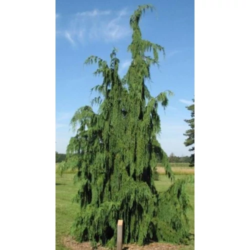 Hamisciprus nutka - Chamaecyparis nootkatensis 'Jubilee' 150/175cm K25l