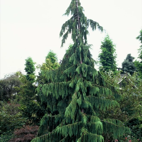 Chamaecyparis nootkatensis 'Pendula'