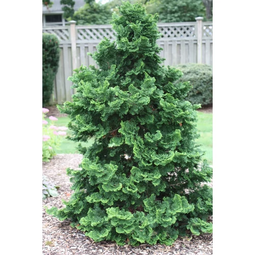 Chamaecyparis obtusa