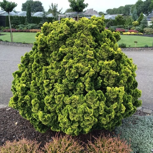Chamaecyparis obtusa 'Aurora'