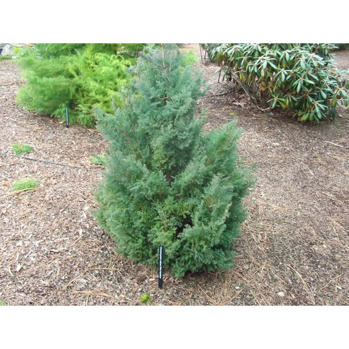 Chamaecyparis obtusa 'Blue'