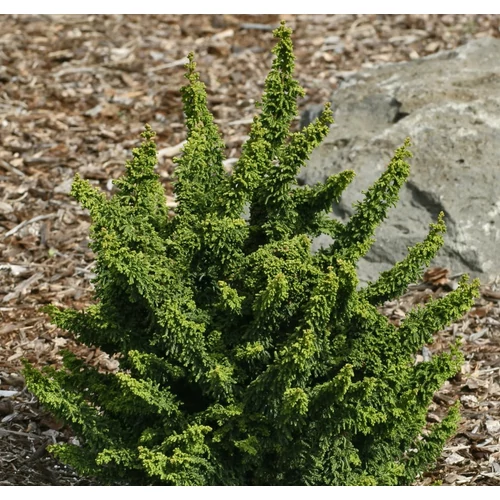 Chamaecyparis obtusa 'Chirimen'