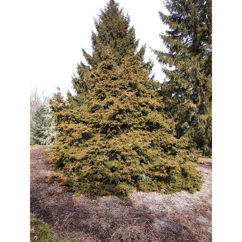 Chamaecyparis obtusa 'Coralliformis'
