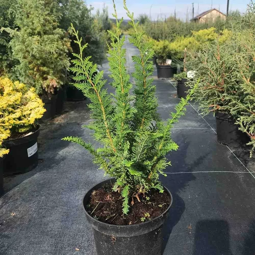 Chamaecyparis obtusa 'Dilatush'