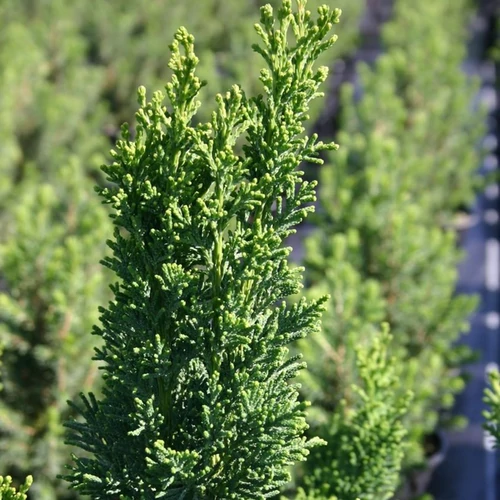 Chamaecyparis obtusa 'Drath'