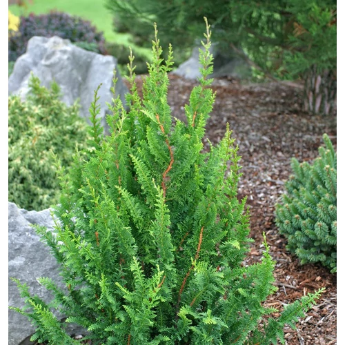 Chamaecyparis obtusa 'Filicoides'