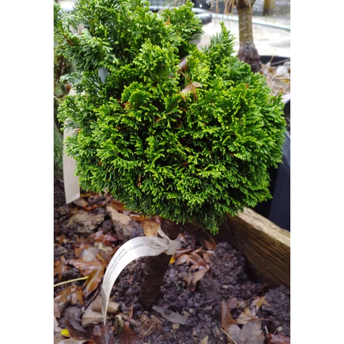Chamaecyparis obtusa 'Gnome'