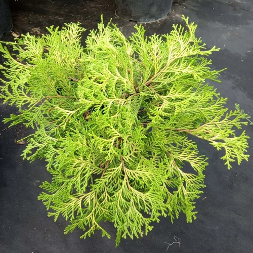 Chamaecyparis obtusa 'Kamarachiba'