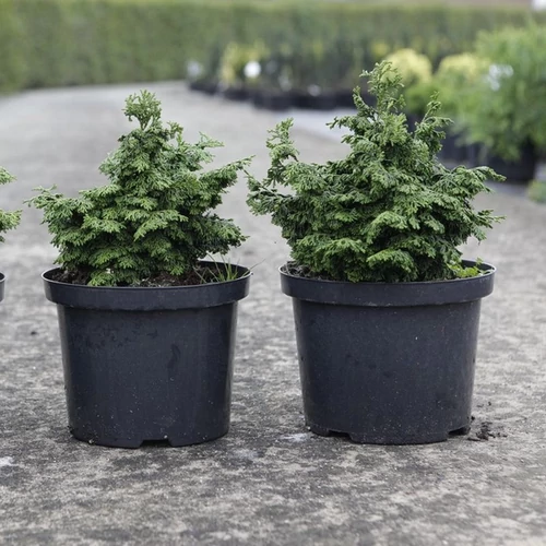 Chamaecyparis obtusa 'Maureen'