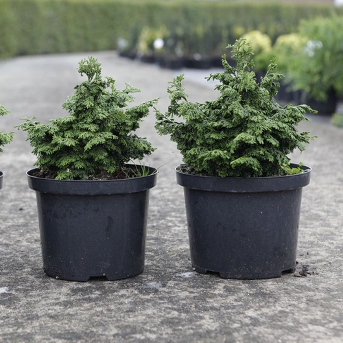 Chamaecyparis obtusa 'Maureen'