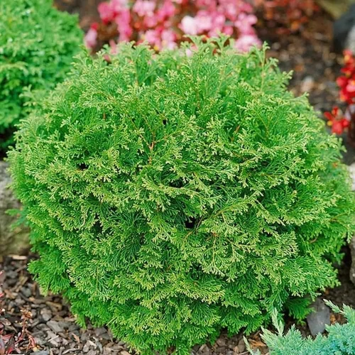 Chamaecyparis obtusa 'Pygmaea'