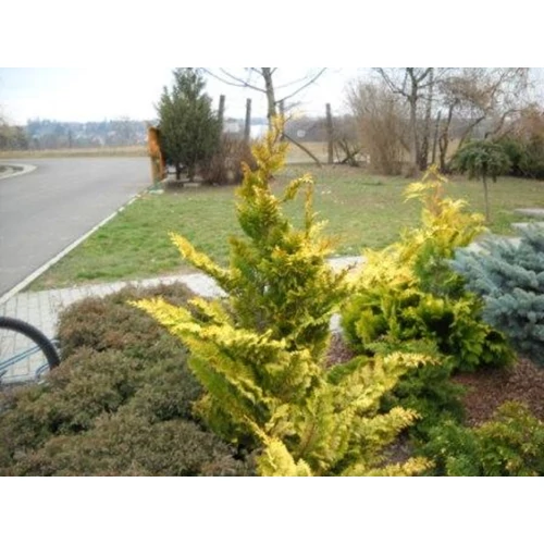 Chamaecyparis obtusa 'Sunflower'