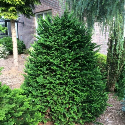 Chamaecyparis obtusa 'Teddy Bear'