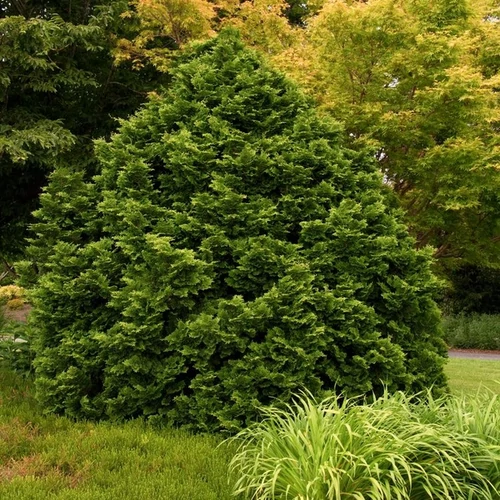 Chamaecyparis obtusa 'Tempelhof'