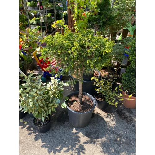 Chamaecyparis obtusa 'Tsatsumi Gold'