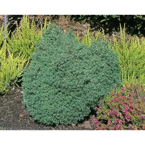Chamaecyparis obtusa 'Wissel'