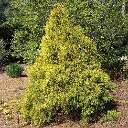 Chamaecyparis pisifera 'Aurea'