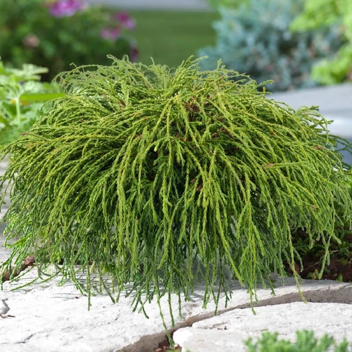 Chamaecyparis pisifera 'Filifera Nana'
