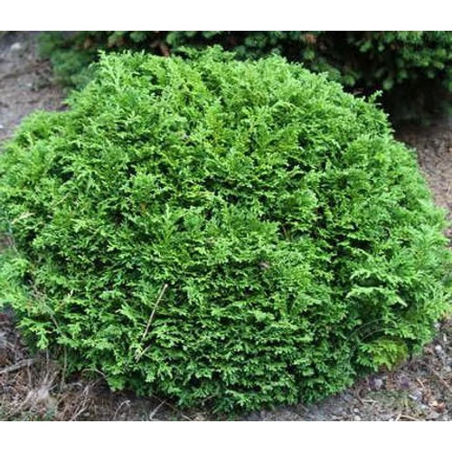 Hamisciprus szavára  - Chamaecyparis pisifera 'Hime Sawara' 10/20cm K2l