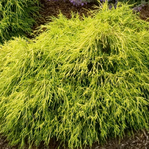 Chamaecyparis pisifera 'Sungold'