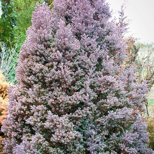 Chamaecyparis thyoides 'Red Star'