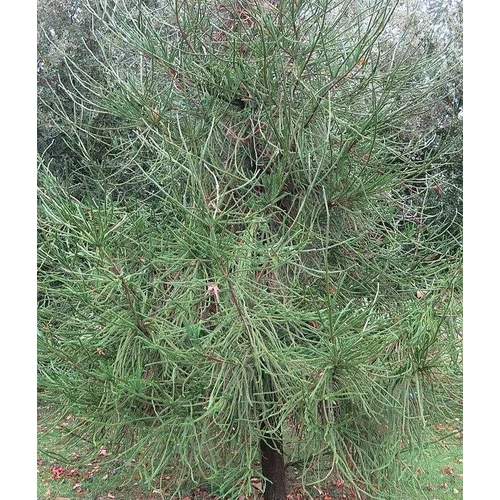 Cryptomeria japonica 'Araucarioides'