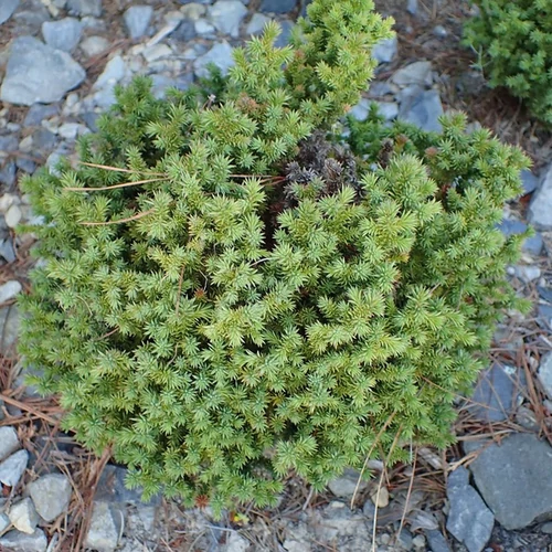 Cryptomeria japonica 'Compressa'