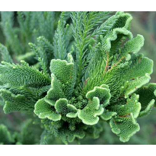 Ciprus japán szalagosodó hajtású - Cryptomeria japonica 'Cristata' 150/175cm K20l